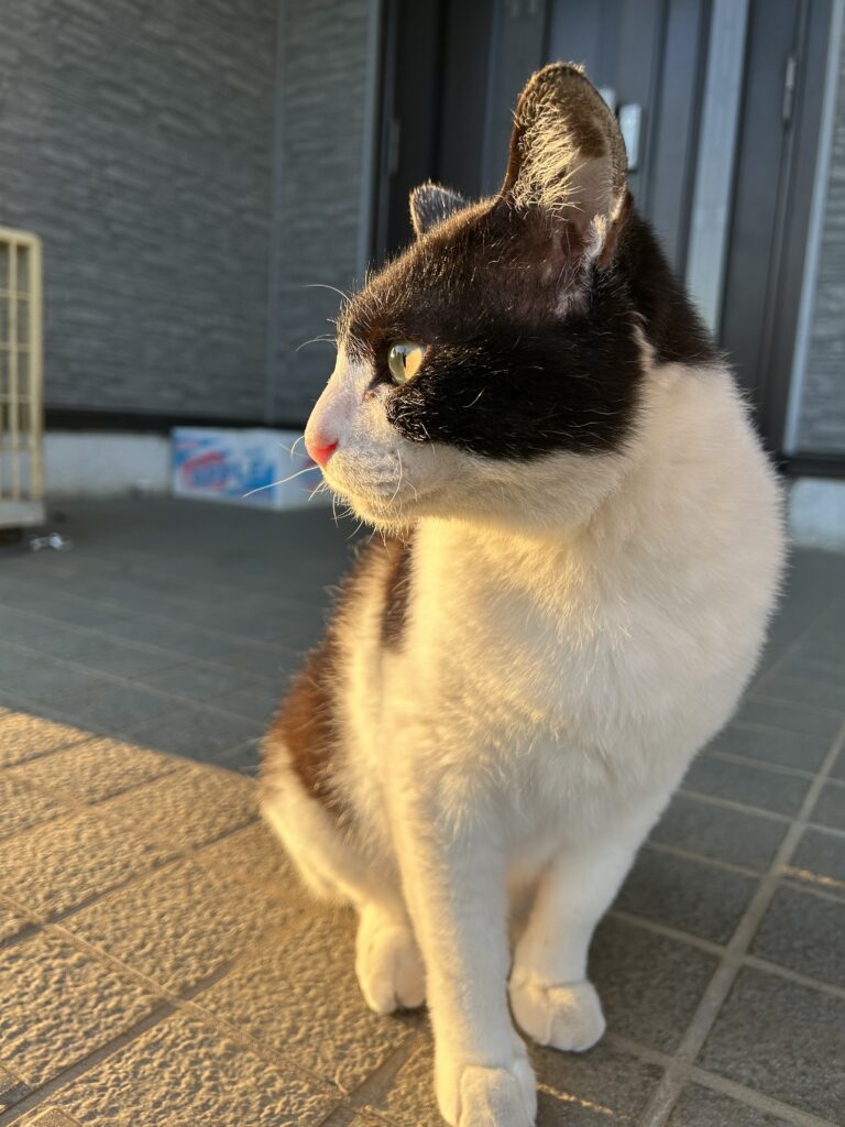 クロです。
